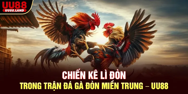 Chiến kê lì đòn trong trận Đá Gà Đòn miền Trung – UU88