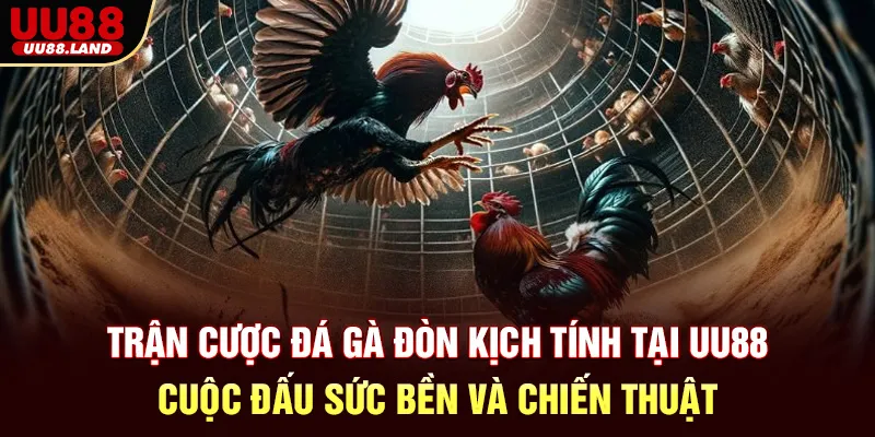 Trận cược Đá Gà Đòn kịch tính tại UU88 – Cuộc đấu sức bền và chiến thuật