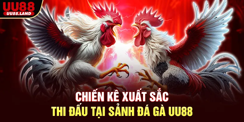 Chiến kê xuất sắc thi đấu tại sảnh đá gà UU88