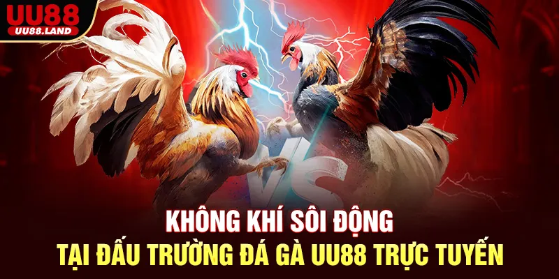 Không khí sôi động tại đấu trường đá gà UU88 trực tuyến